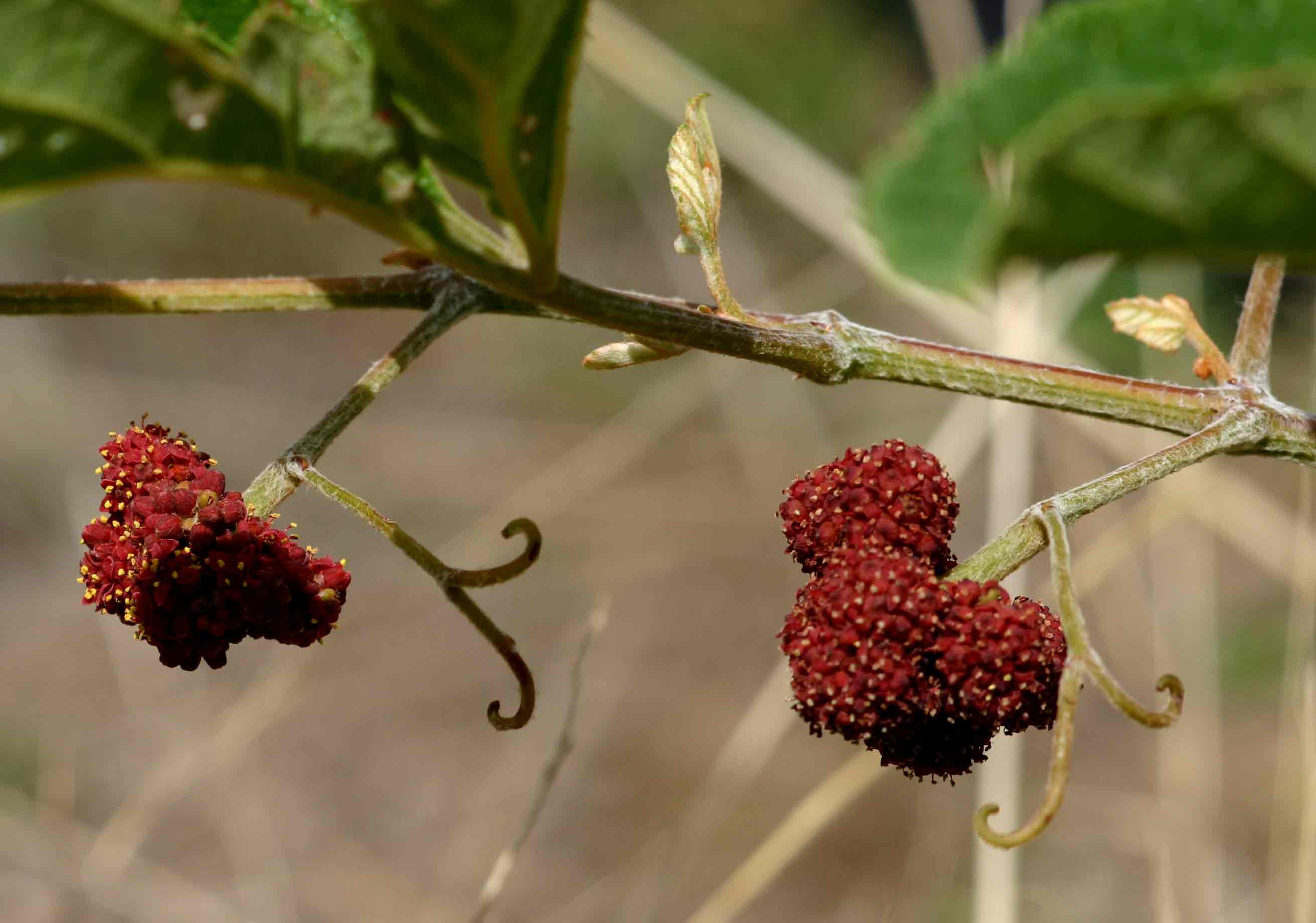 Ampelocissus obtusata subsp. kirkiana Ampelocissus obtusata subsp. kirkiana