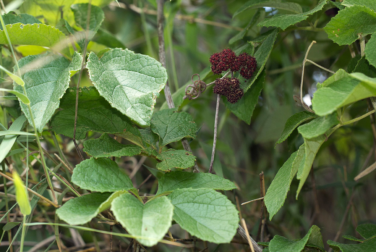 Ampelocissus obtusata subsp. kirkiana