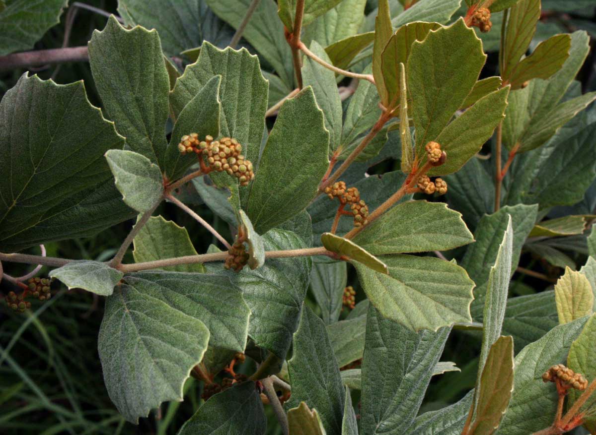 Rhoicissus tridentata