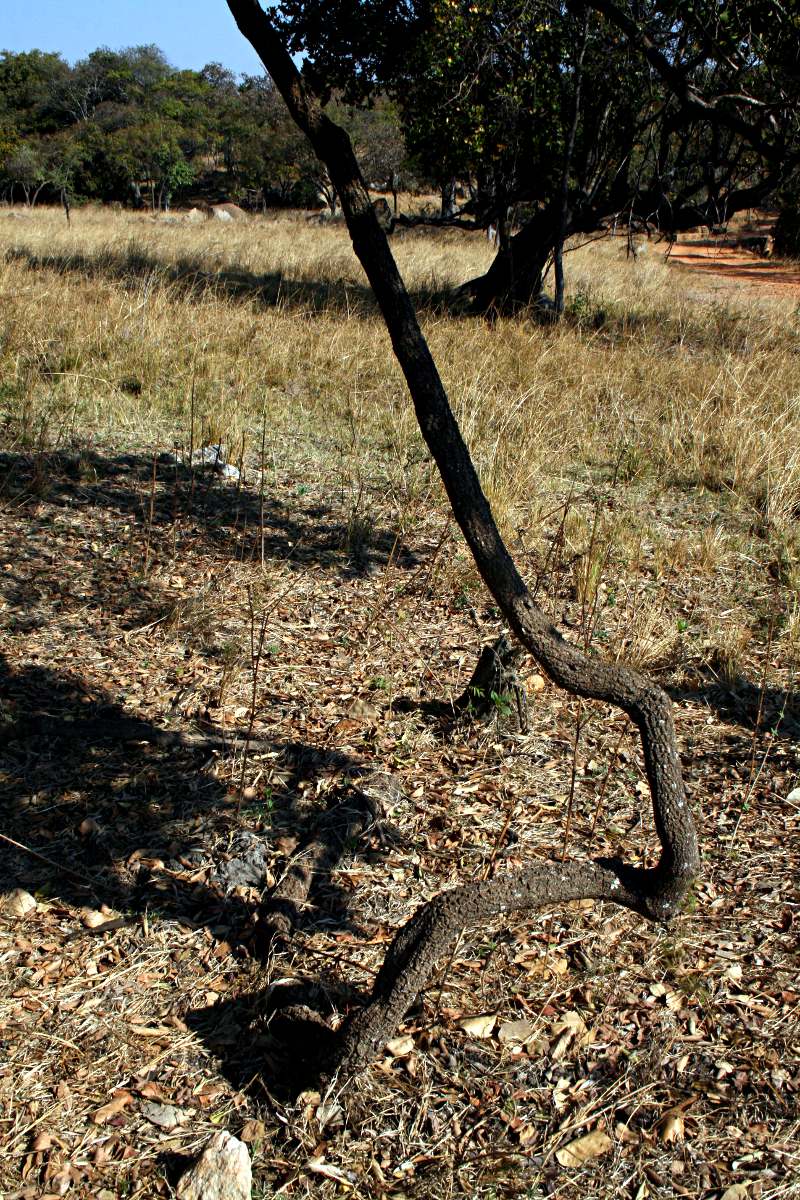 Rhoicissus tridentata