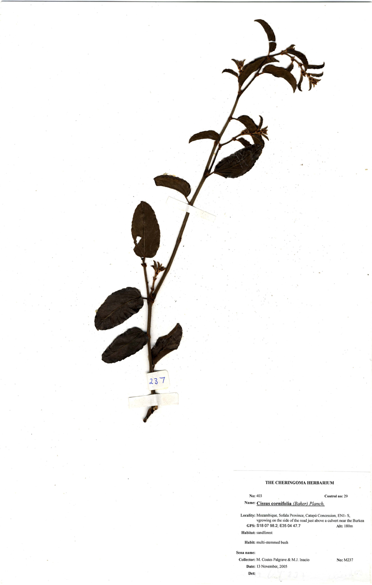 Cissus cornifolia Cissus cornifolia