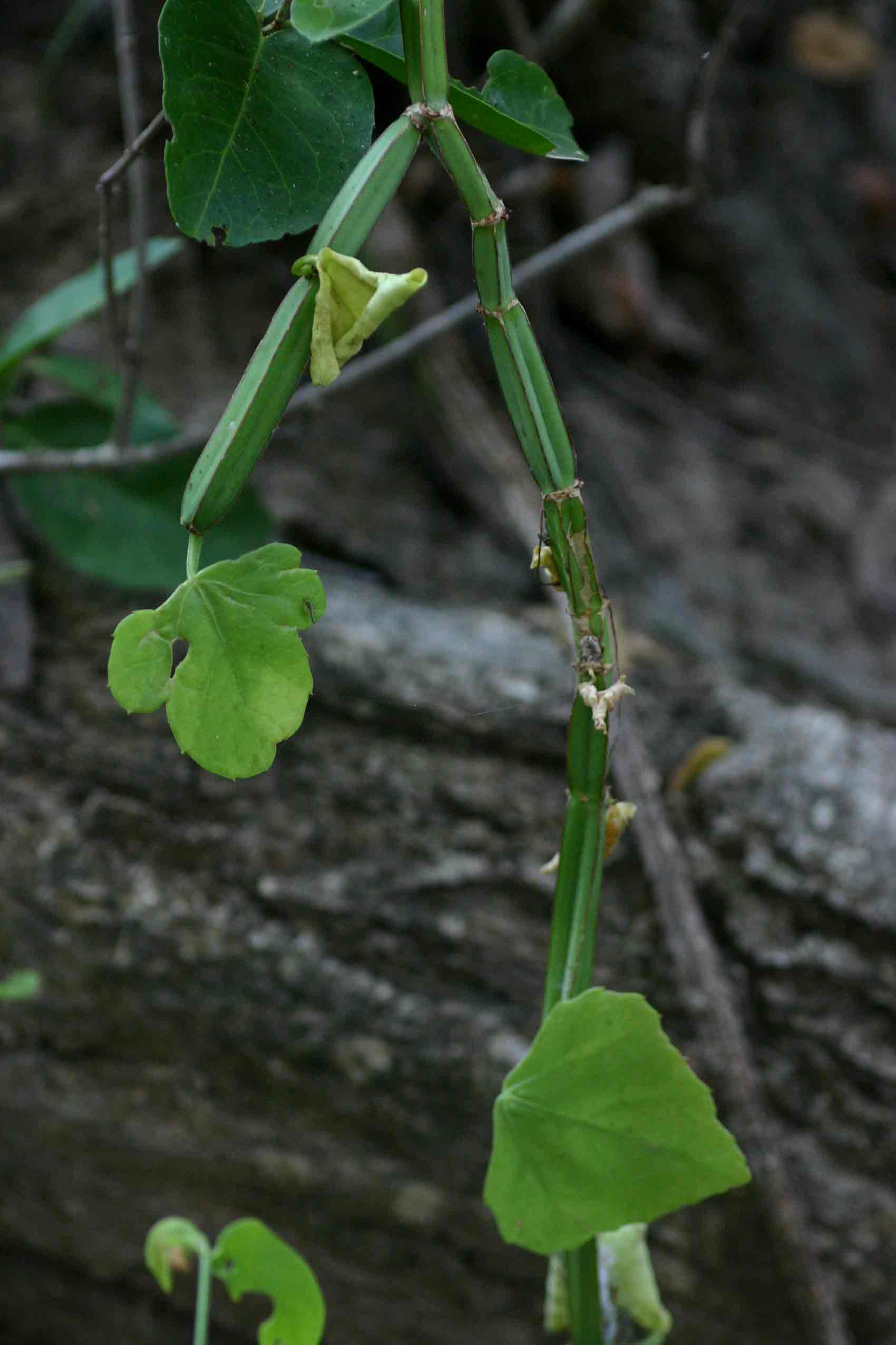 Cissus quadrangularis