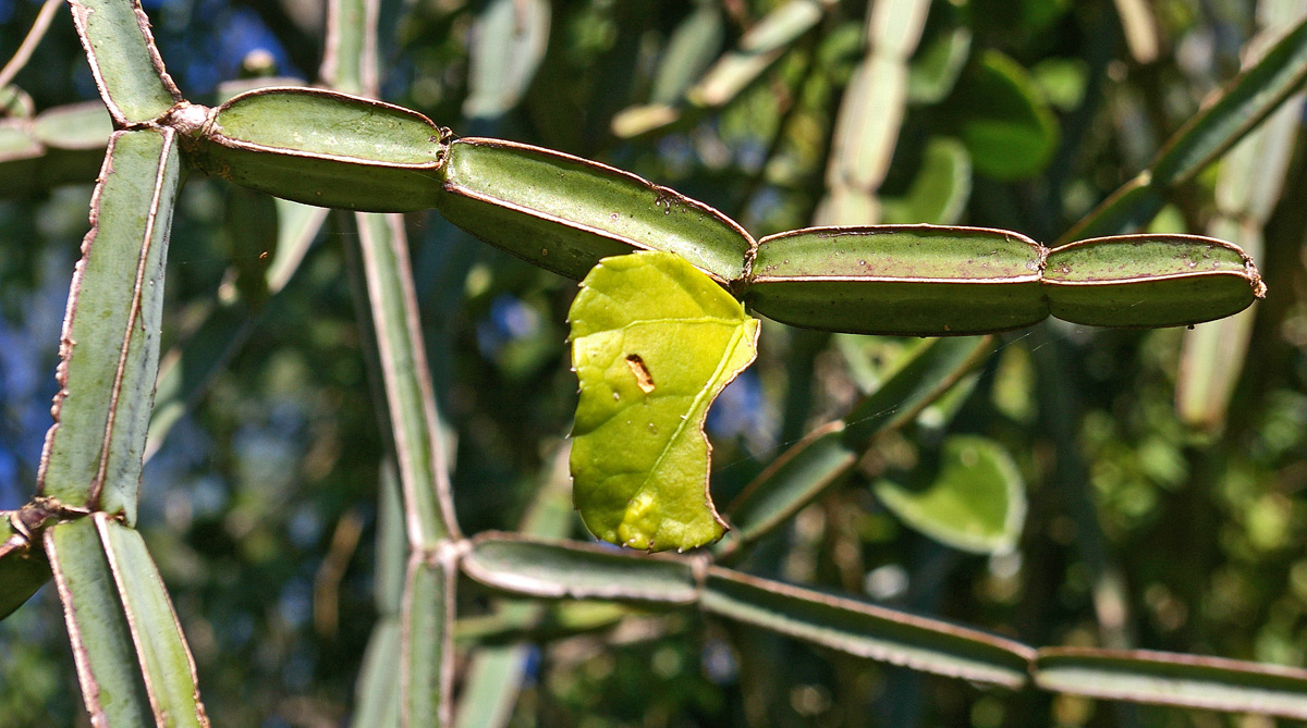 Cissus quadrangularis