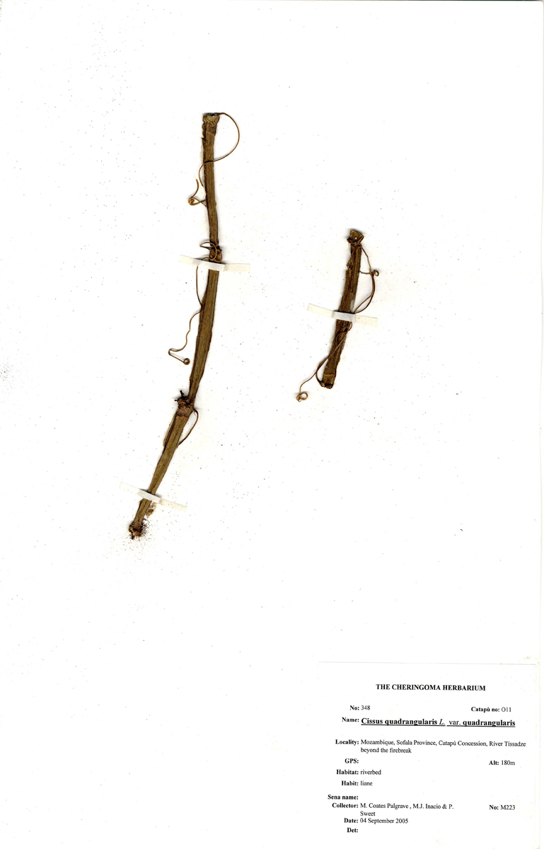 Cissus quadrangularis