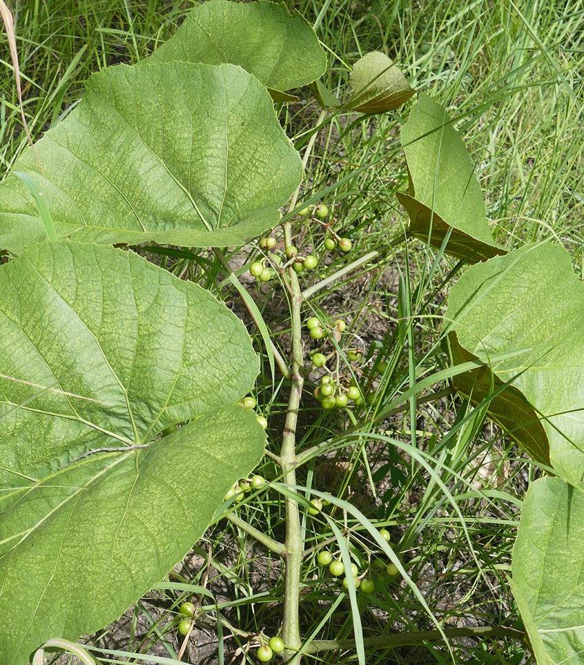 Cissus trothae