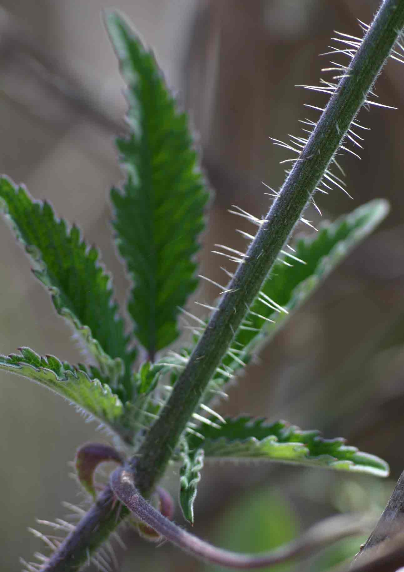 Cyphostemma buchananii