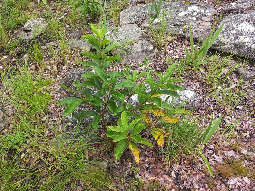 Cyphostemma crotalarioides