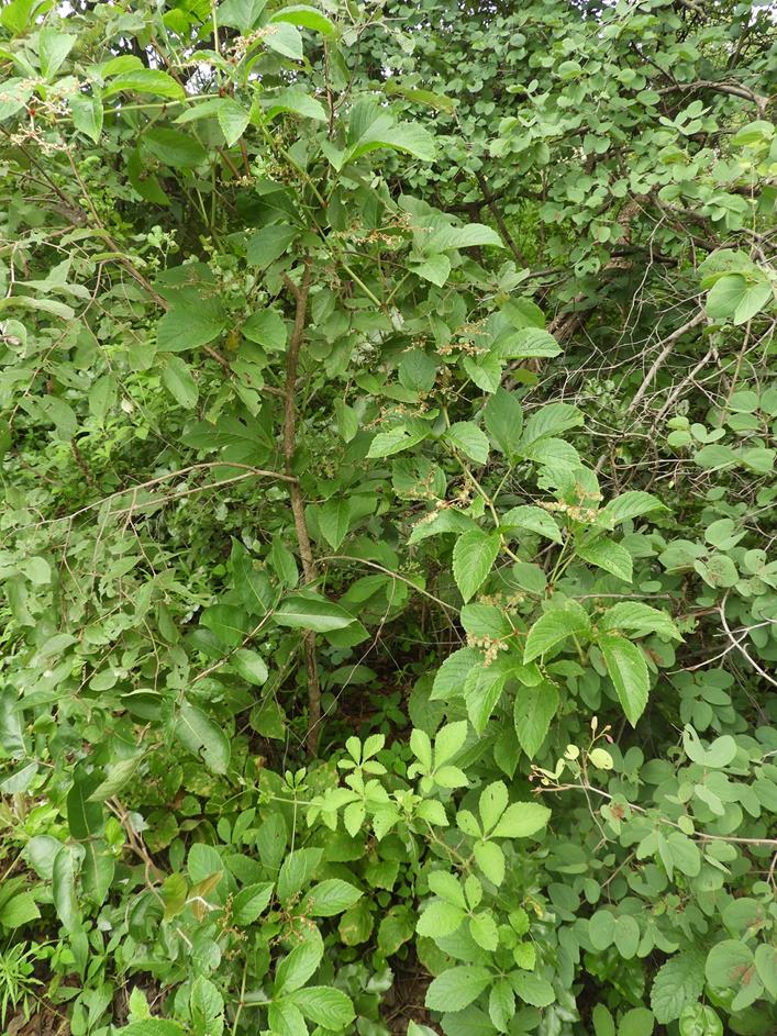 Cyphostemma gigantophyllum