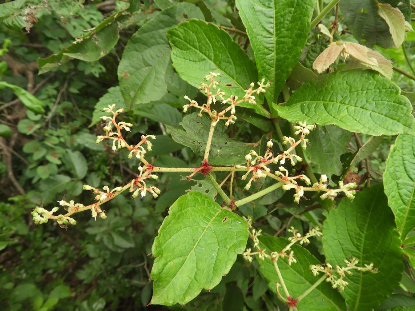 Cyphostemma gigantophyllum