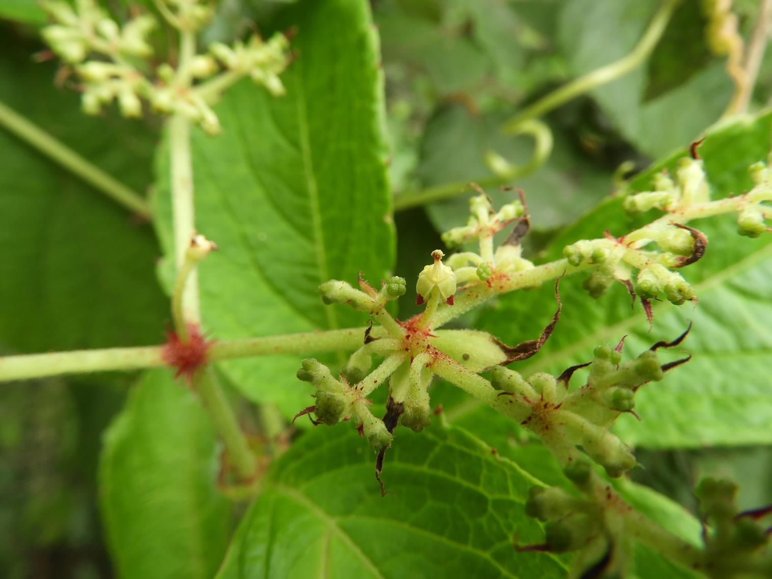 Cyphostemma gigantophyllum