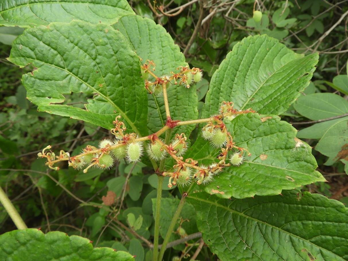 Cyphostemma gigantophyllum