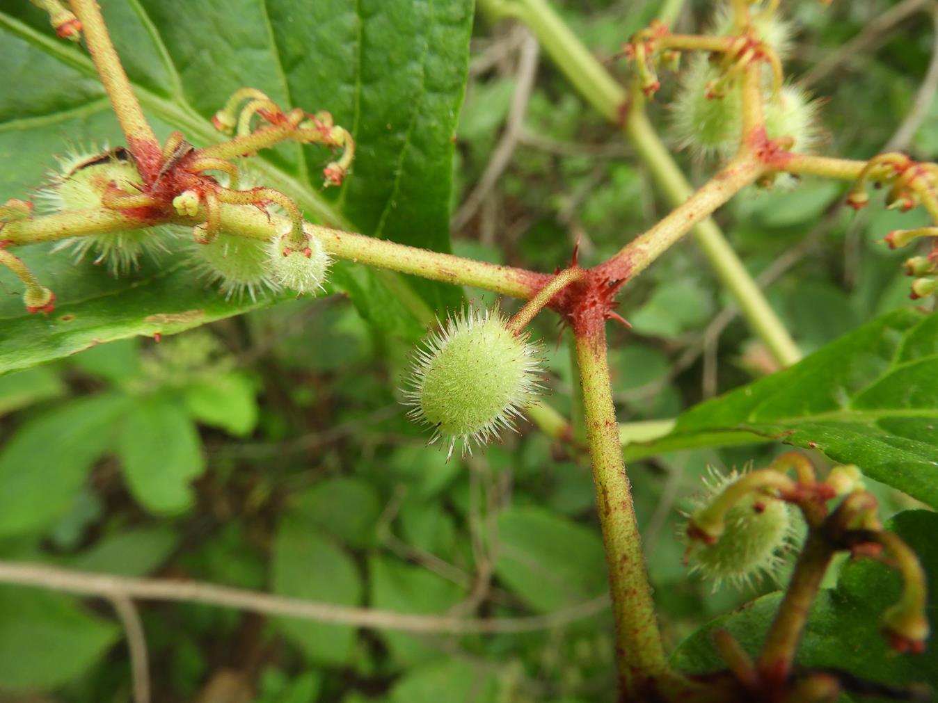 Cyphostemma gigantophyllum