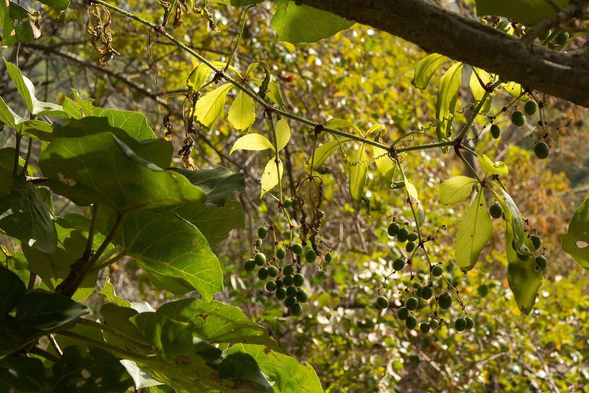 Cyphostemma kirkianum