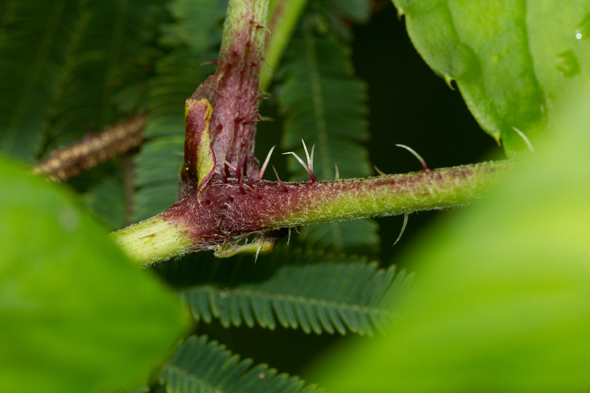 Cyphostemma kirkianum