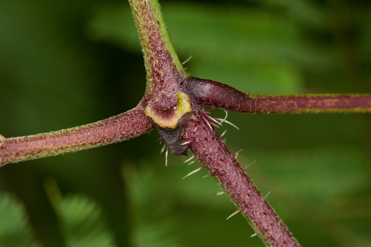 Cyphostemma kirkianum