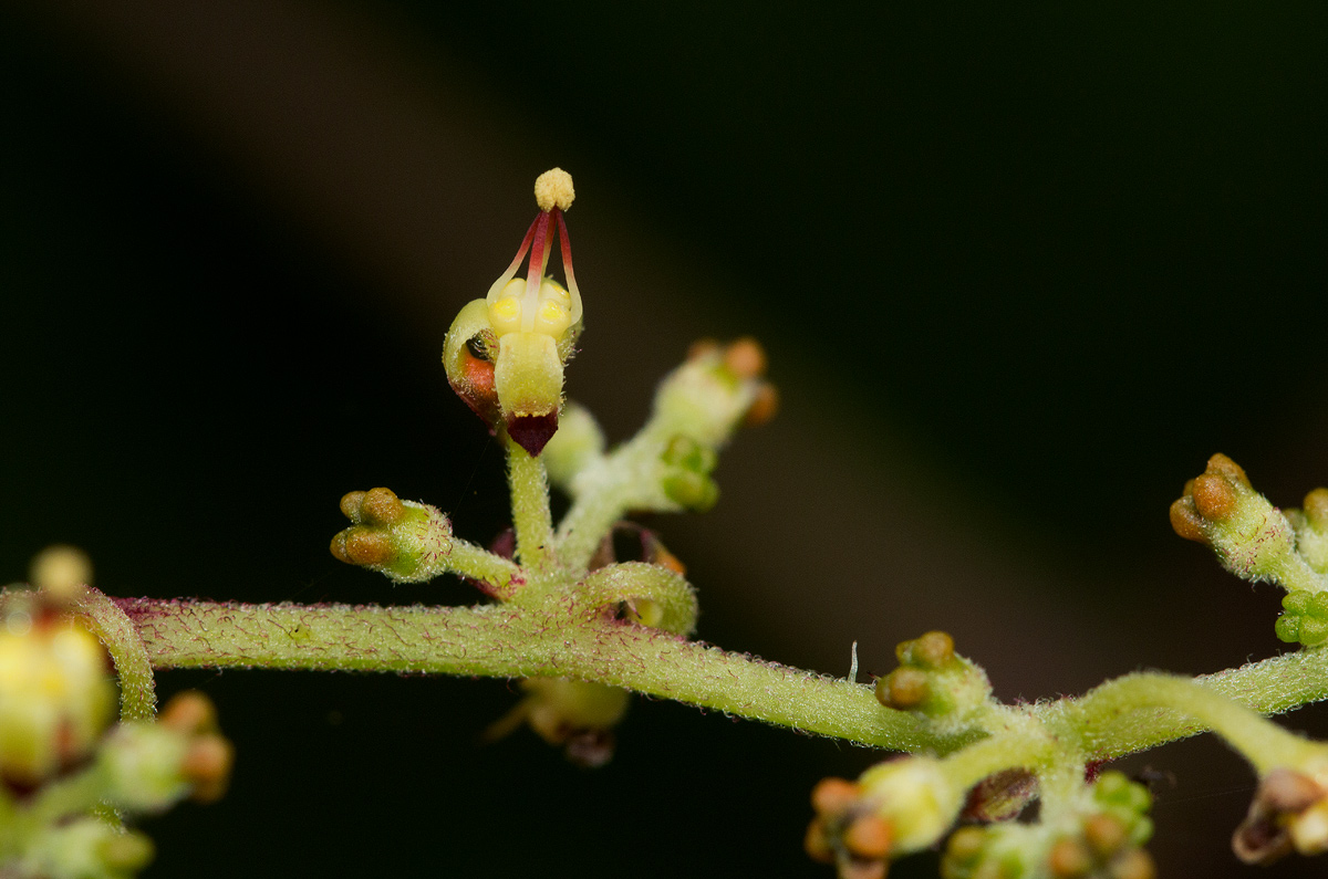 Cyphostemma kirkianum