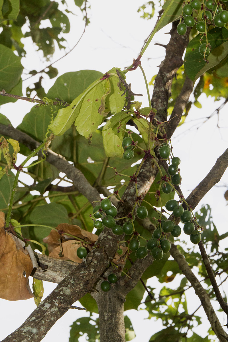Cyphostemma kirkianum Cyphostemma kirkianum