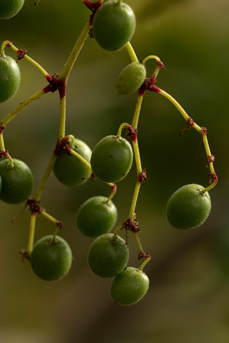 Cyphostemma kirkianum Cyphostemma kirkianum