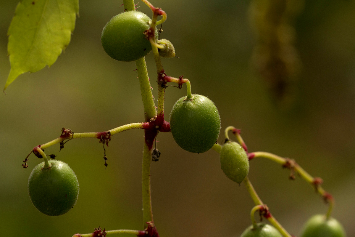 Cyphostemma kirkianum