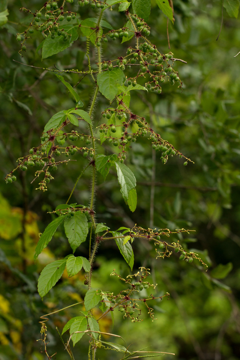 Cyphostemma kirkianum
