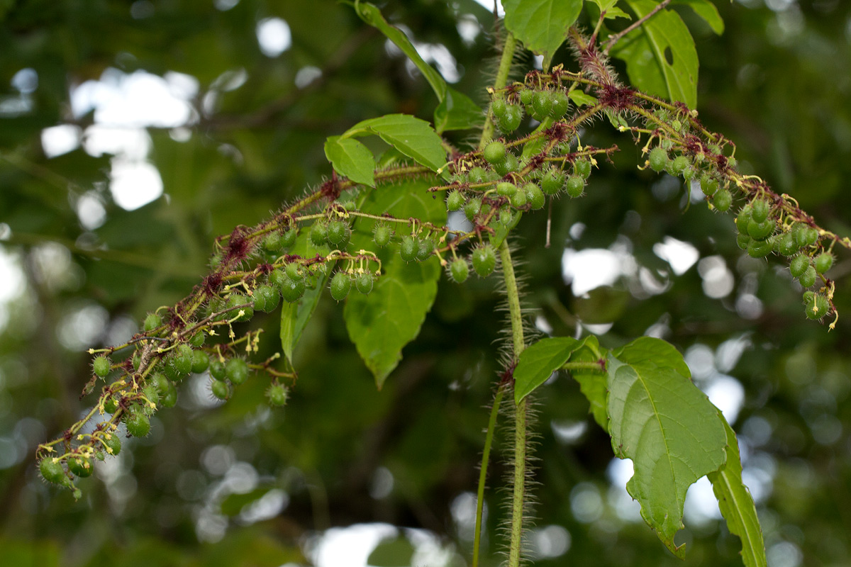 Cyphostemma kirkianum