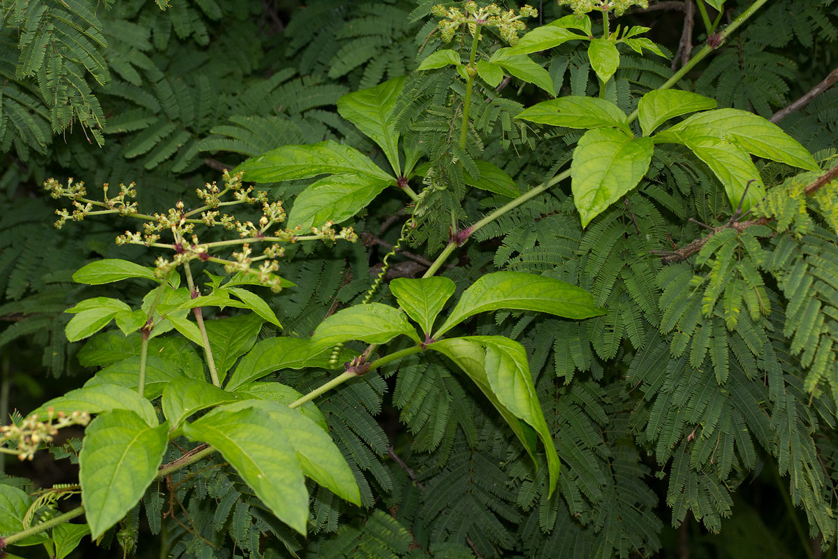 Cyphostemma kirkianum