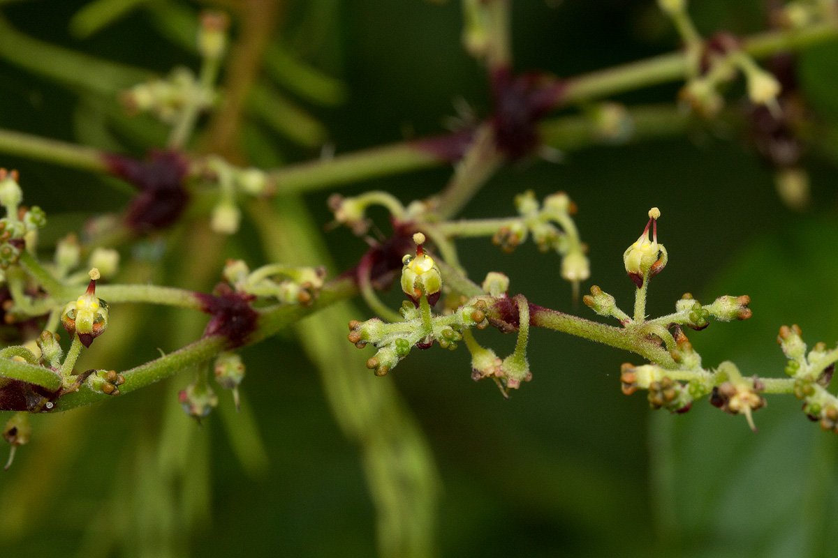 Cyphostemma kirkianum