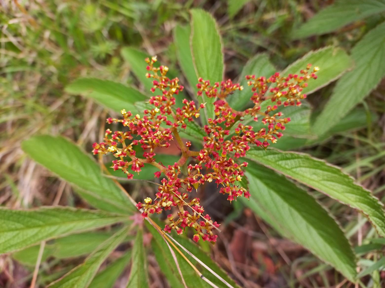 Cyphostemma princeae
