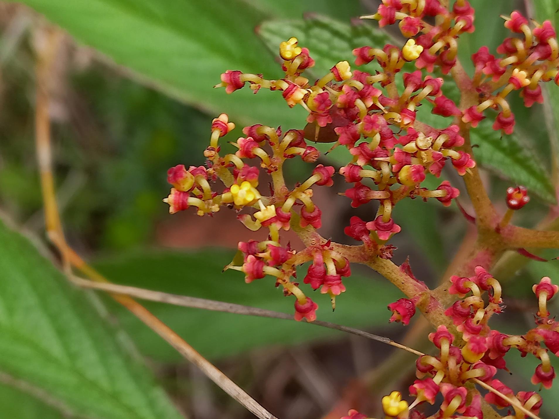 Cyphostemma princeae