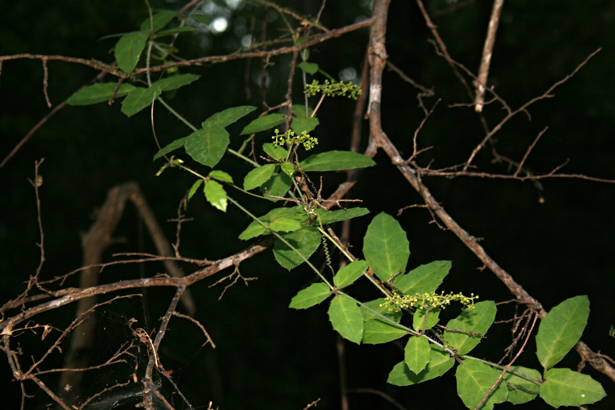 Cyphostemma subciliatum