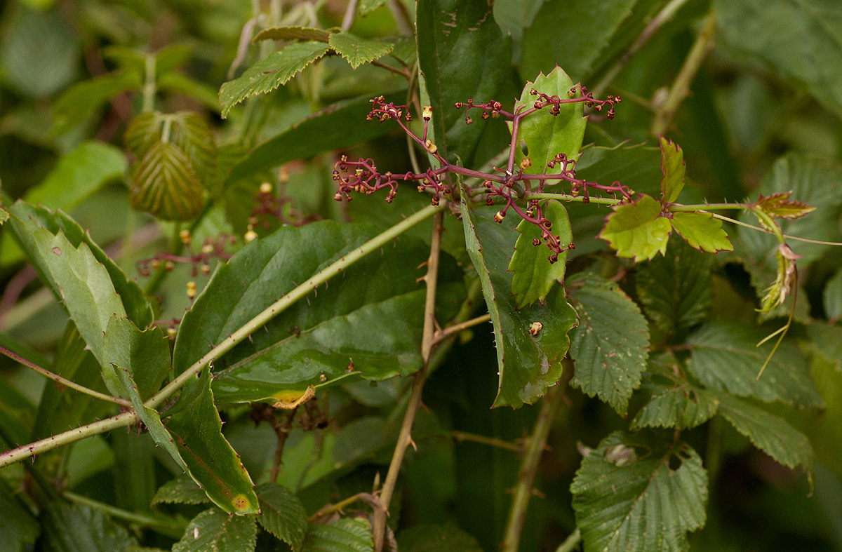 Cyphostemma subciliatum