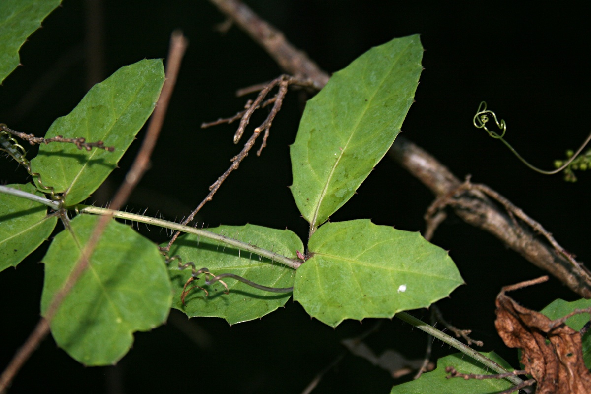 Cyphostemma subciliatum