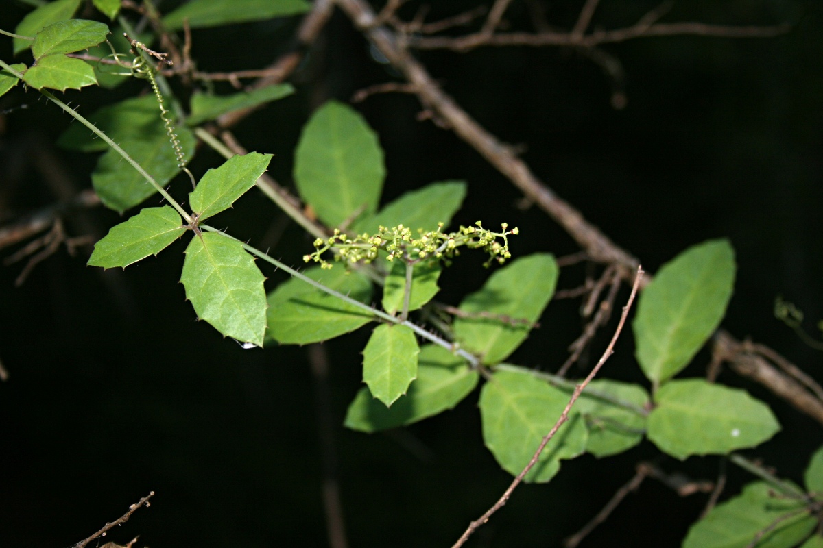 Cyphostemma subciliatum