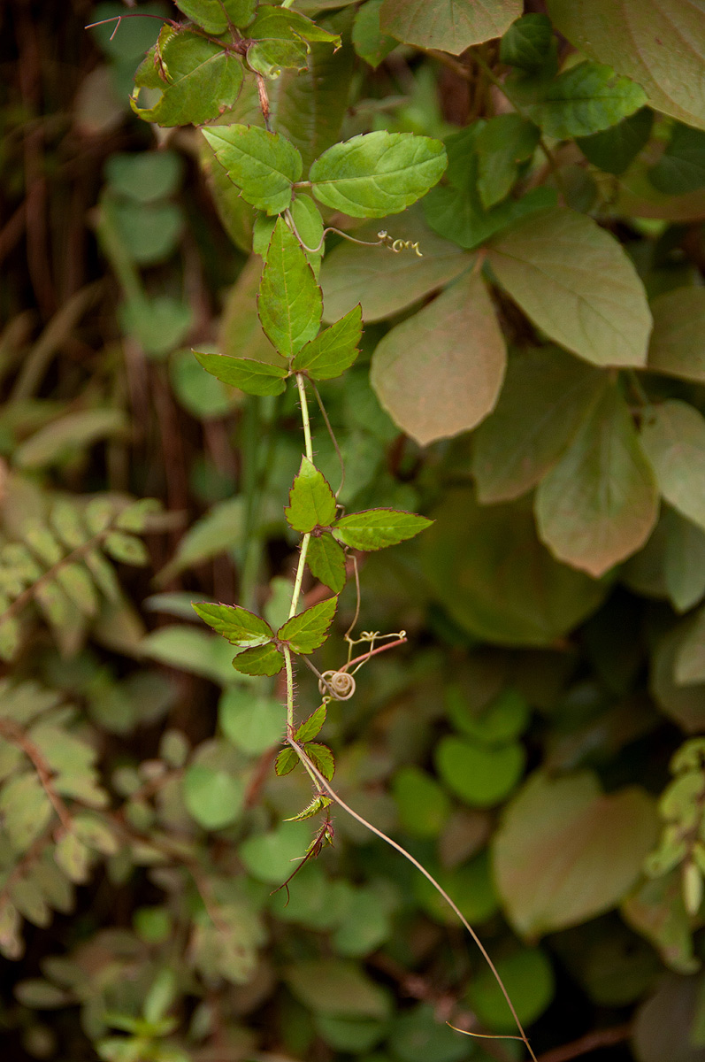 Cyphostemma subciliatum