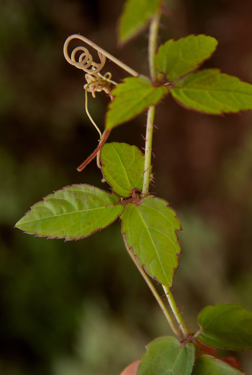 Cyphostemma subciliatum