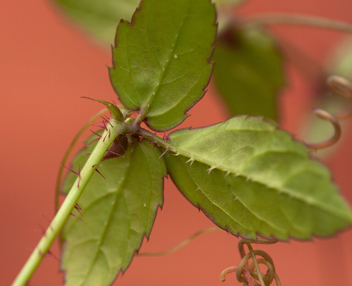 Cyphostemma subciliatum
