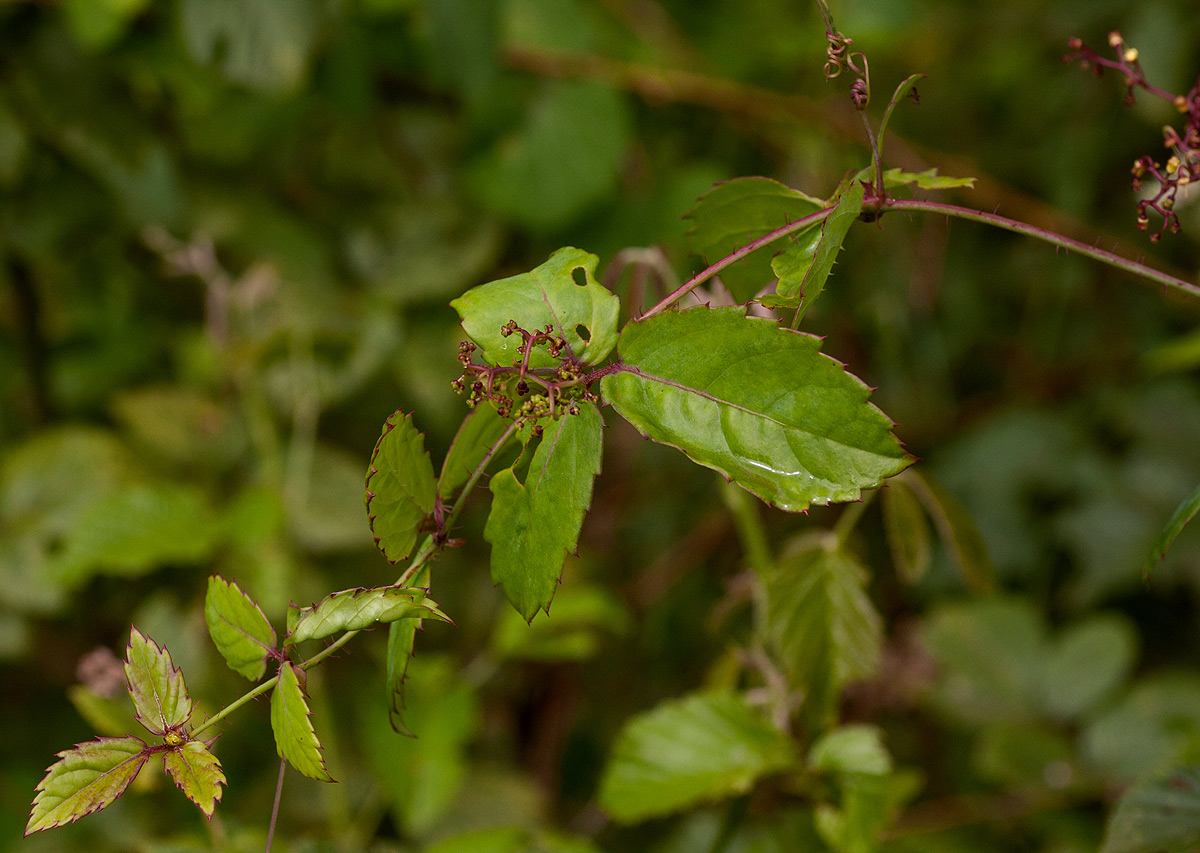 Cyphostemma subciliatum