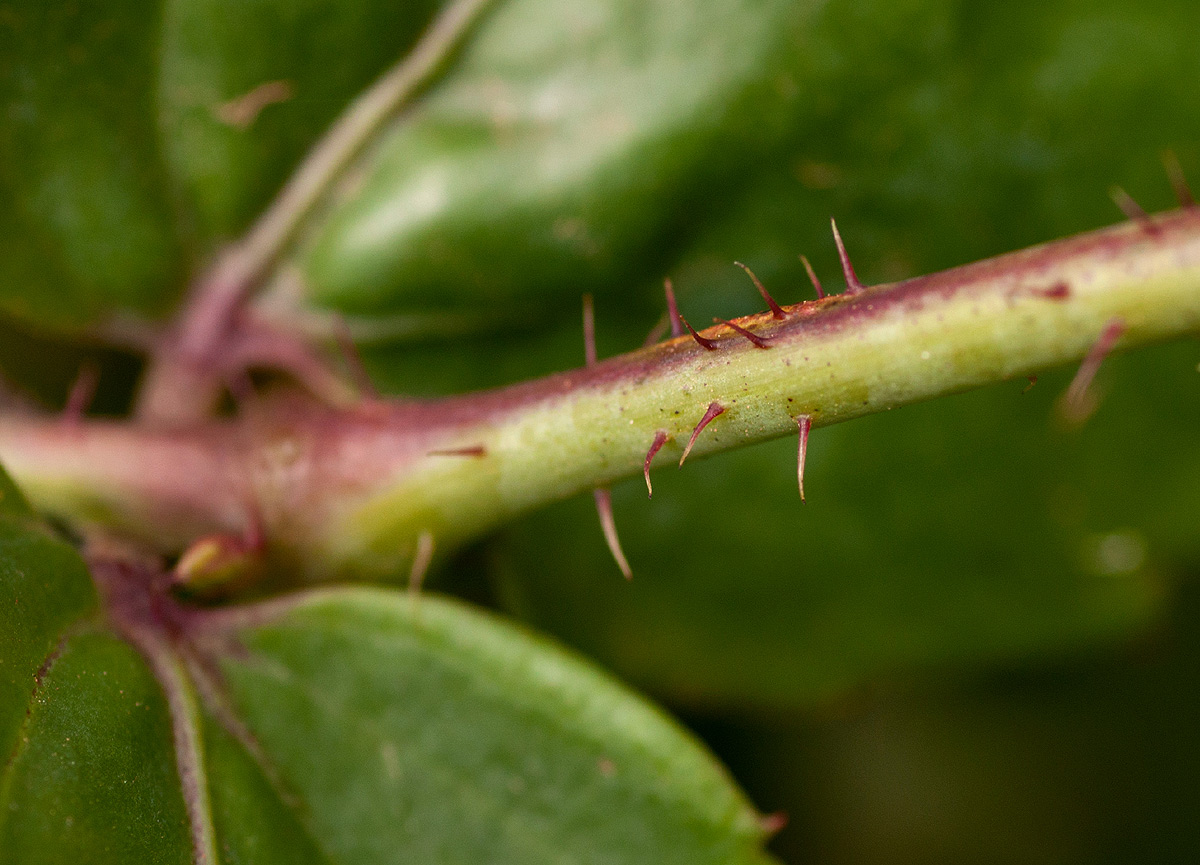 Cyphostemma subciliatum Cyphostemma subciliatum