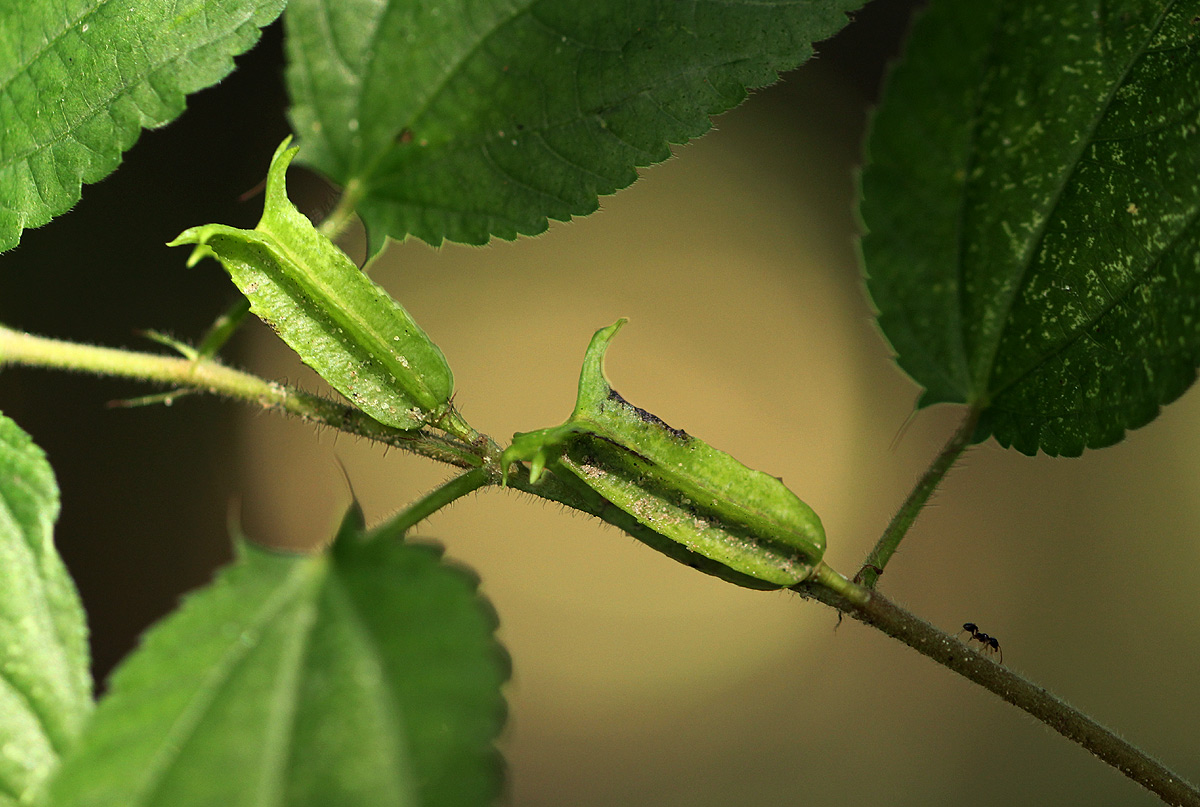 Corchorus aestuans Corchorus aestuans