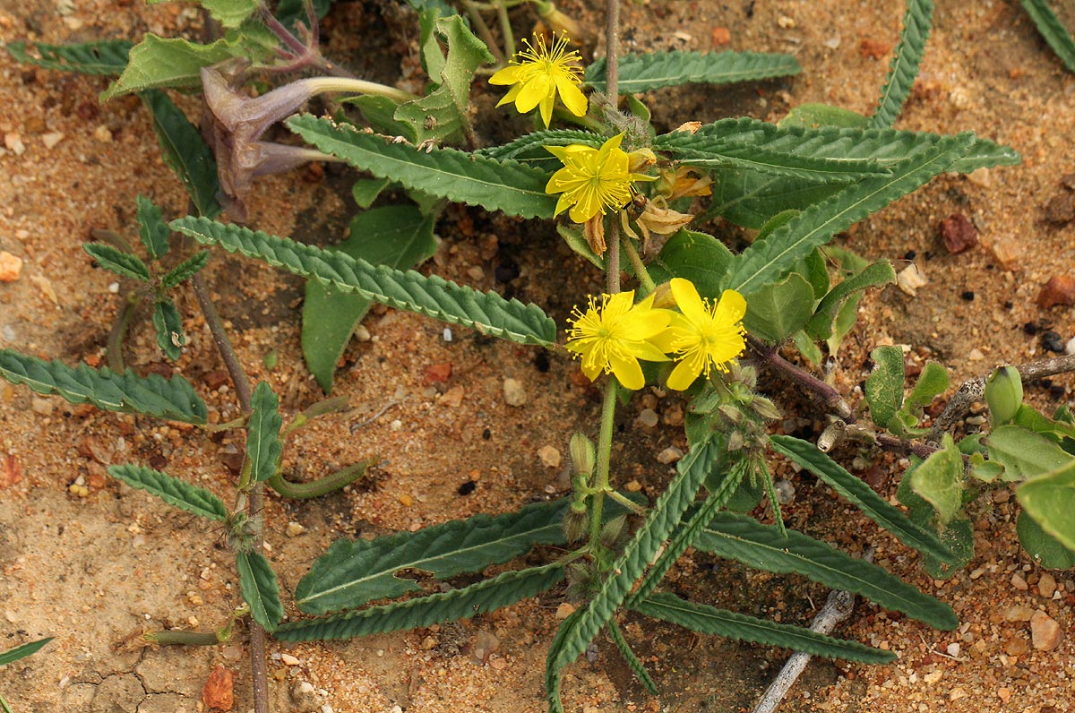 Corchorus asplenifolius