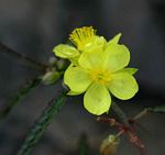 Corchorus asplenifolius