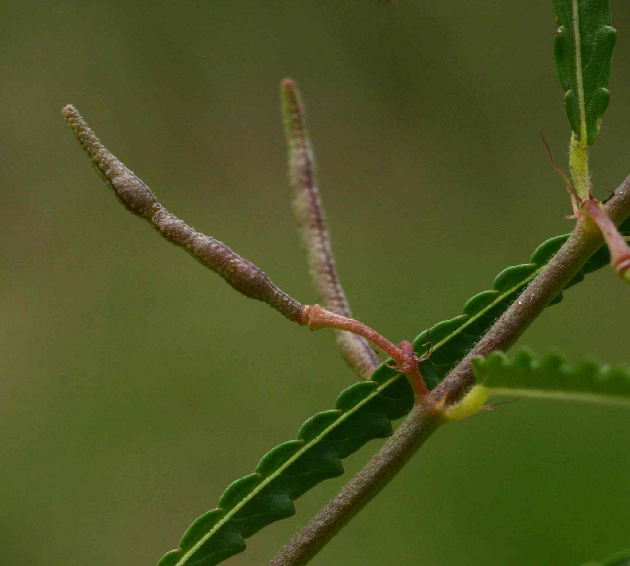 Corchorus asplenifolius