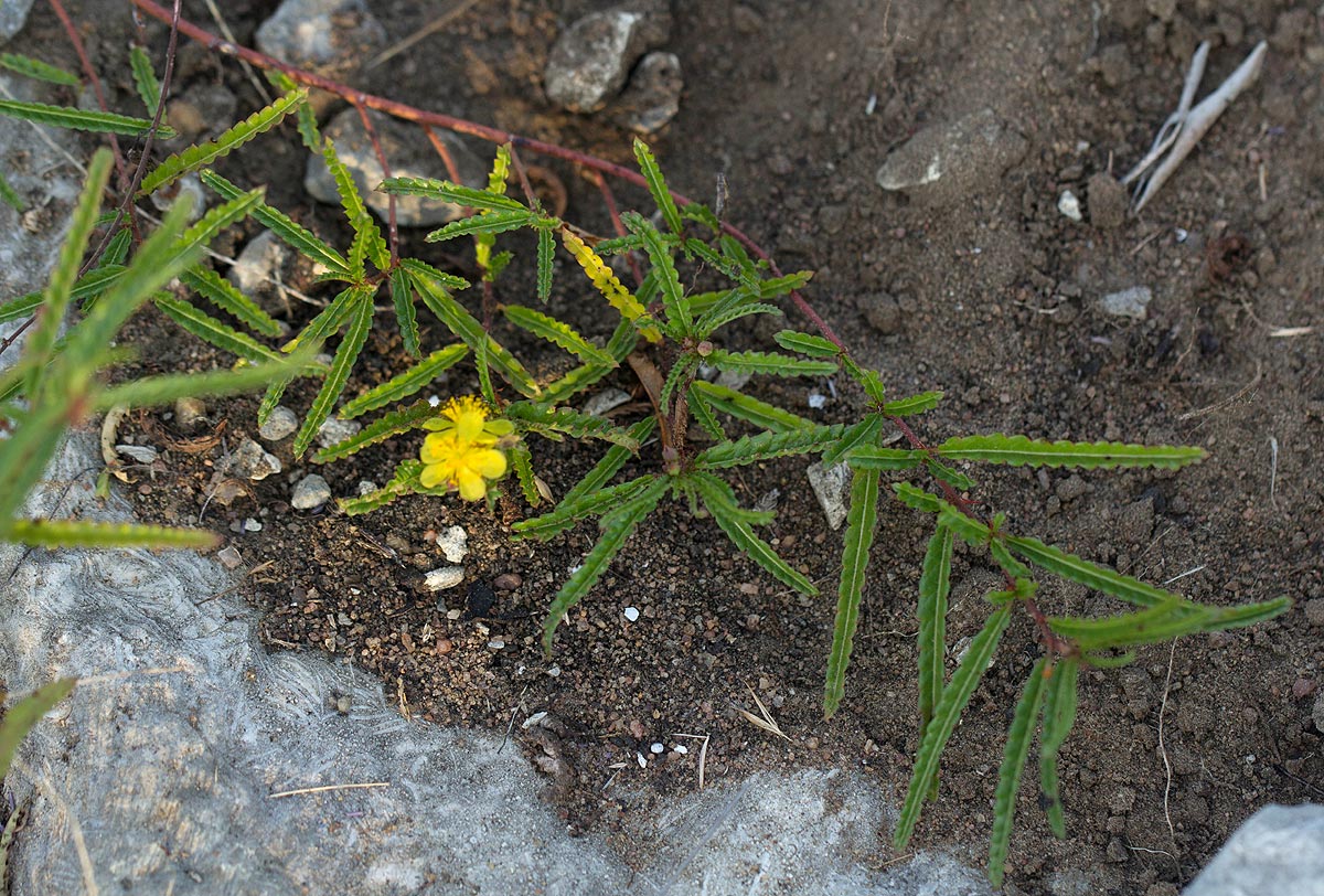 Corchorus asplenifolius