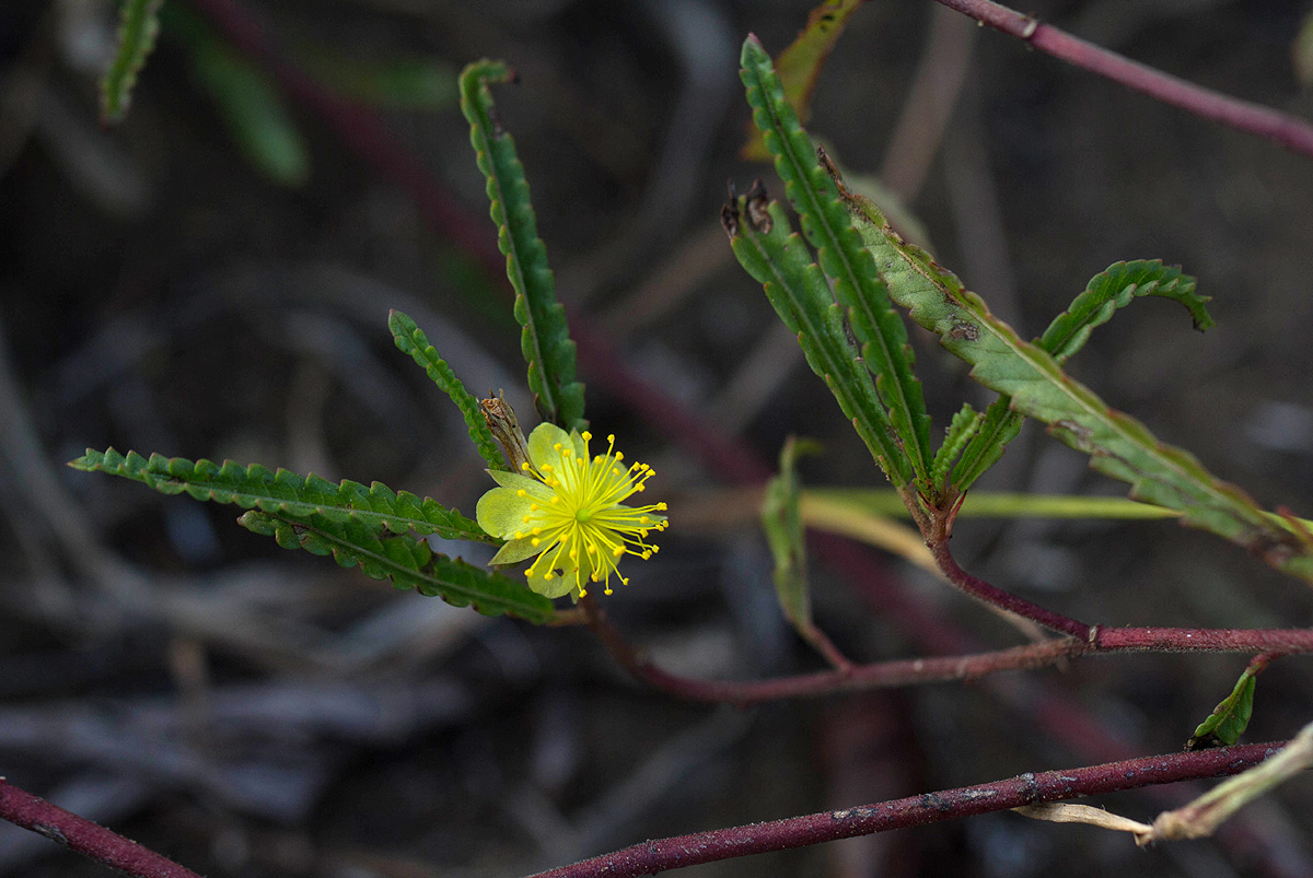 Corchorus asplenifolius