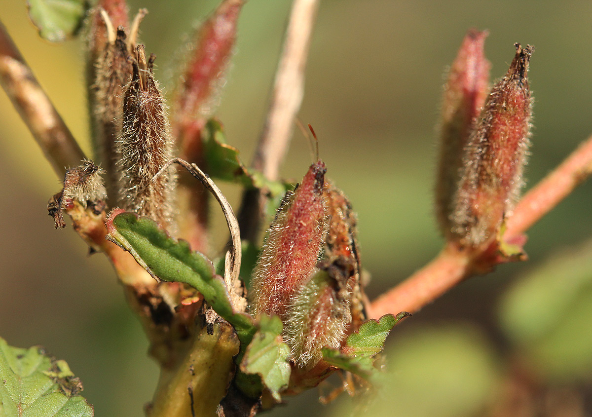 Corchorus fascicularis