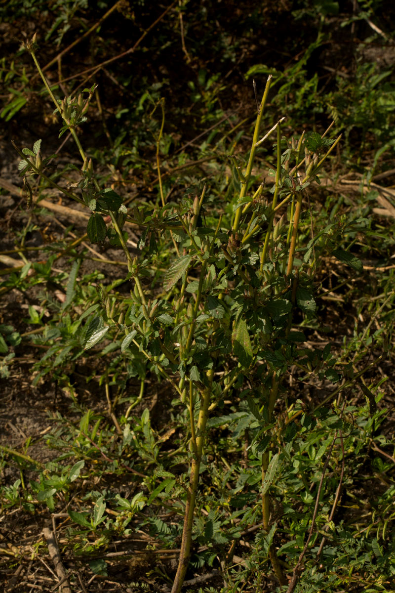 Corchorus fascicularis