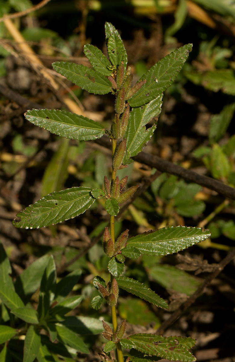 Corchorus fascicularis