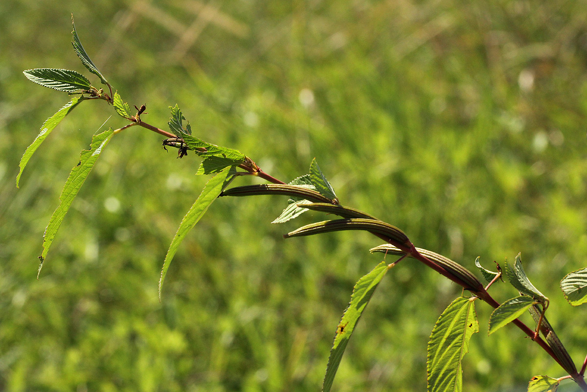Corchorus olitorius Corchorus olitorius