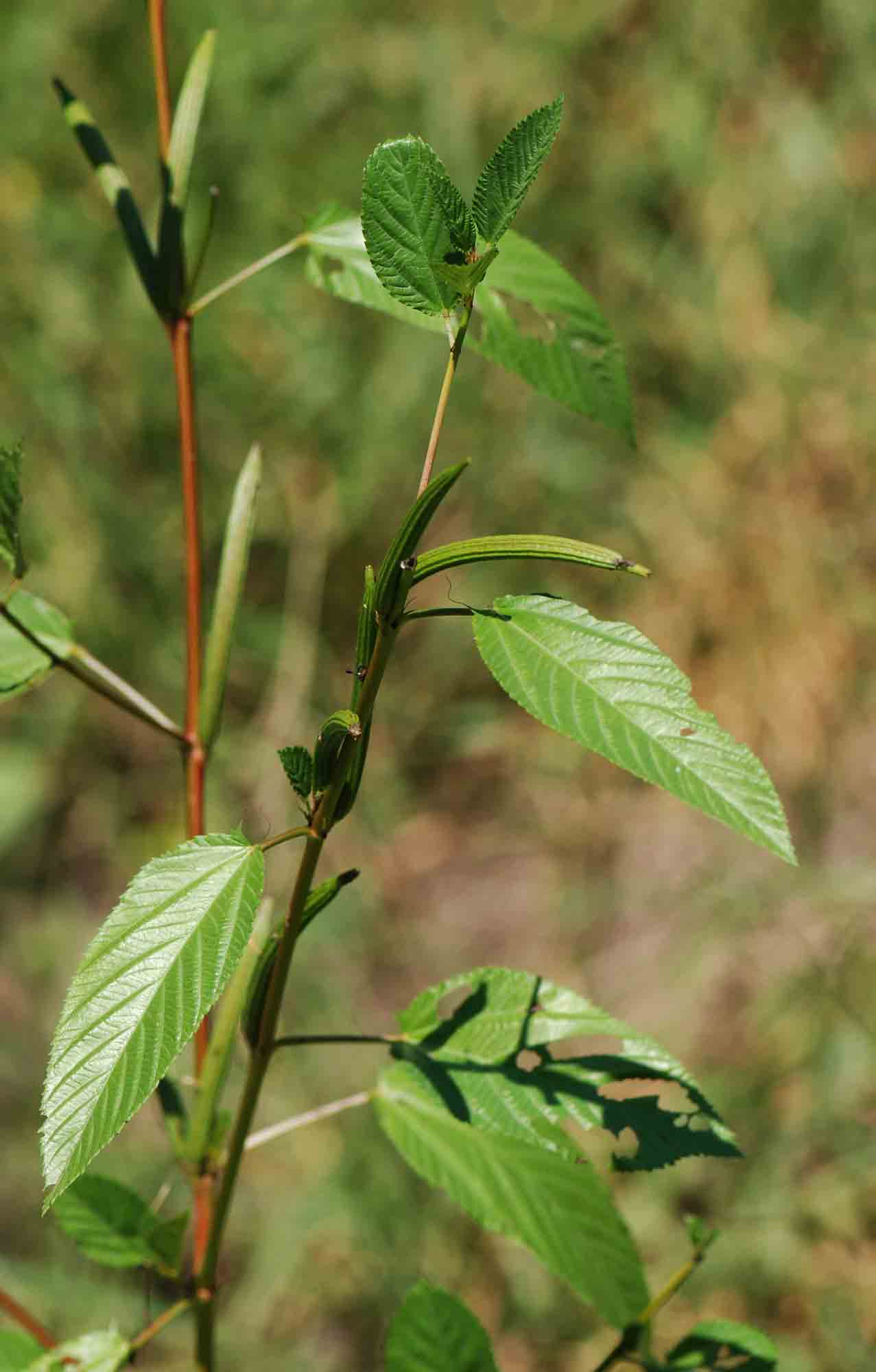 Corchorus olitorius Corchorus olitorius