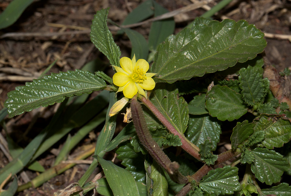 Corchorus schimperi Corchorus schimperi